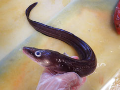クロアナゴ　宮城県　未利用魚