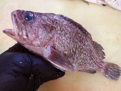 クロメバル　大船渡　未利用魚