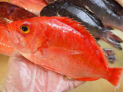 アカイサキ　五島列島の魚　未利用魚