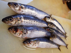 マイワシ　大船渡　未利用魚