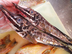 ハッカク　北海道　未利用魚