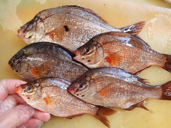 ウミタナゴ　未利用魚　寿司