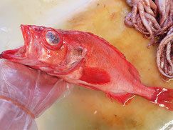アカゾイ　北海道　未利用魚