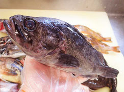 クロゾイ　羅臼　高級魚　寿司