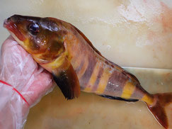 美味しいシマホッケ。国内での水揚げはとても珍しいです。