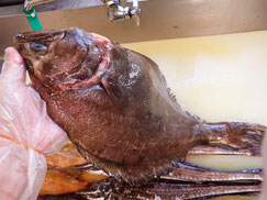 アブラガレイ　羅臼　未利用魚