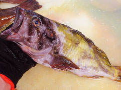 アオゾイ　知床　羅臼　未利用魚