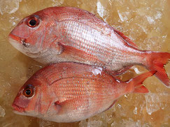 真鯛　大船渡　未利用魚