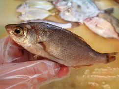フッコ　大船渡　未利用魚
