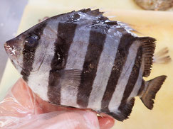 イシダイ　大船渡　未利用魚