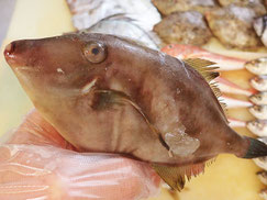 ウマヅラハギ　大船渡　未利用魚