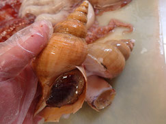 蝦夷つぶ貝　羅臼　未利用魚