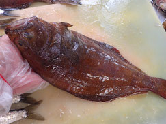 マガレイ　羅臼　高級魚