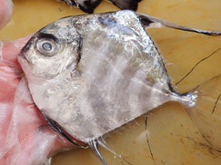 イトヒキアジ　未利用魚　寿司
