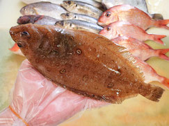 ムシガレイ　大船渡　未利用魚