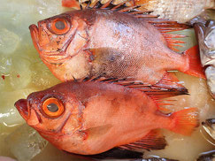 チカメキントキ　大船渡　未利用魚