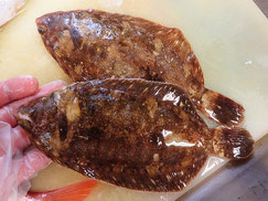 クロガシラガレイ　大船渡　未利用魚