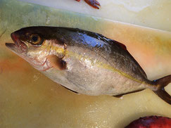 カンパチ　大船渡　未利用魚