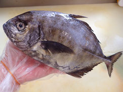 オキアジ　大船渡　未利用魚