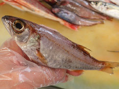 クロムツ　大船渡　未利用魚