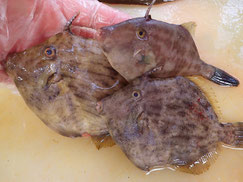 カワハギ　大船渡　未利用魚