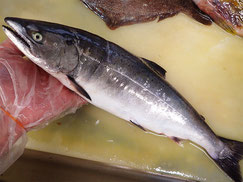 サクラマス 高級魚 寿司