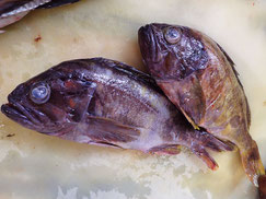 アオソイ　羅臼　高級魚