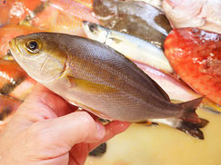 イサキ　五島列島の魚　未利用魚