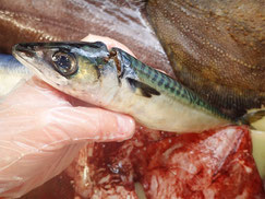 マサバ　北海道　未利用魚