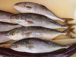 ワカシ　大船渡　未利用魚