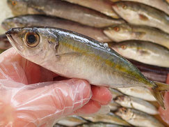 メアジ　大船渡　未利用魚