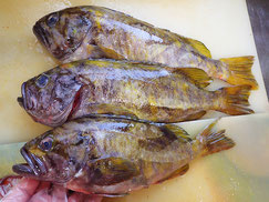 アオゾイ　知床　羅臼　未利用魚