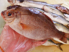 マタナゴ　大船渡　未利用魚