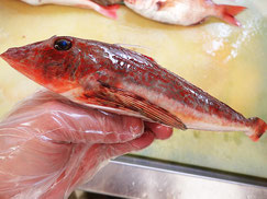 ホウボウ　大船渡　未利用魚