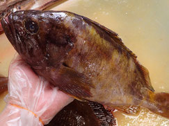 アオゾイ　高級魚　出前