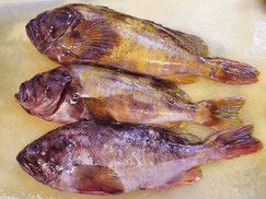 アオゾイ　羅臼　高級魚