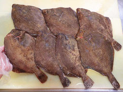 サメガレイ　羅臼　未利用魚