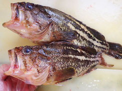 シマゾイ　羅臼　新鮮地魚