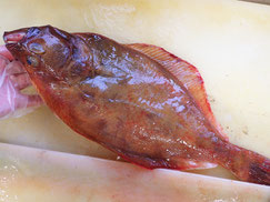 アカガレイ　羅臼　未利用魚