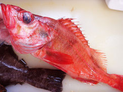 アラスカメヌケ　羅臼　未利用魚