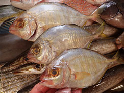 カイワリ　五島列島の魚　未利用魚
