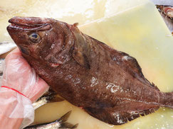 アブラガレイ　羅臼　高級魚