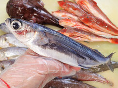 トビウオ　大船渡　未利用魚