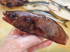 どんこ　大船渡　未利用魚