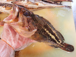 シマゾイ　羅臼　未利用魚