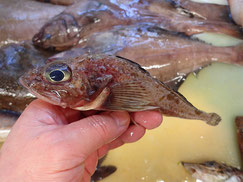 カジカ　羅臼　未利用魚