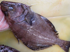 アブラガレイ　羅臼　未利用魚