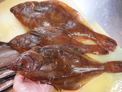 アカガレイ　羅臼　未利用魚