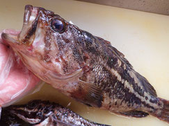 シマゾイ　高級魚　出前