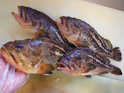 シマゾイ　羅臼　未利用魚